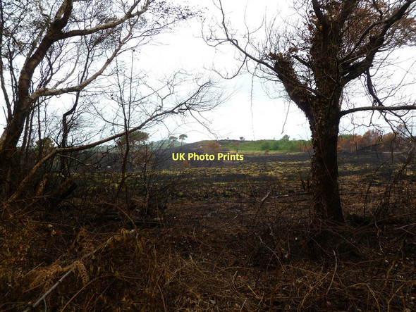 Photo 6"x4" Upton Heath, site of fire Hillbourne c2011