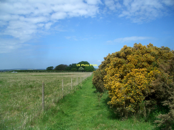 Photo 6"x4" Footpath with  Gorse Bush Ewelme c2011