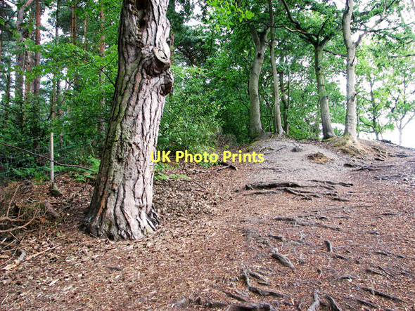 Photo 6"x4" Path along the western perimeter of Holt Lowes Holt\/TG0838 c2011