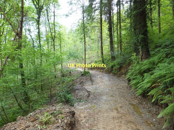 Photo 6"x4" Track in Great North Wood Buckland Monachorum c2011