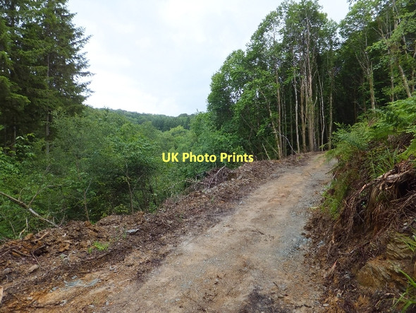 Photo 6"x4" Track in Great North Wood Buckland Monachorum c2011 P1