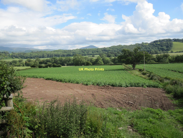 Photo 6"x4" Potato crops, Boughrood Brest Boughrood Brest c2011