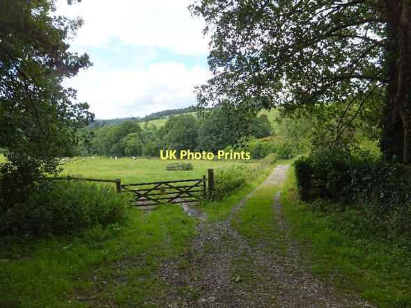 Photo 6"x4" Track to Cot Plantation, Buckland Abbey Milton Coombe c2011