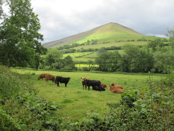 Photo 6"x4" Pasture land at Genffordd, looking towards Mynydd Troed Pengenffordd c2011
