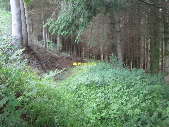 Photo 6"x4" Footpath to Sgithwen Brook - signed but clearly little (or un-) used Erwood c2011