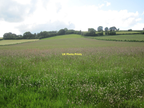 Photo 6"x4" Grassland south of Llyswen (clover mix) Llyswen\/SO1337 c2011