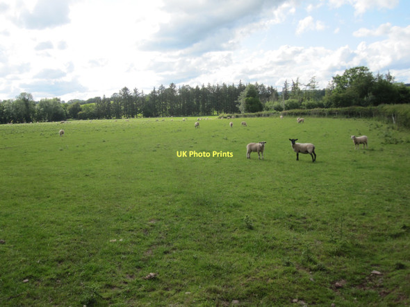 Photo 6"x4" Sheep pasture near Trefecca Talgarth\/SO1533 c2011