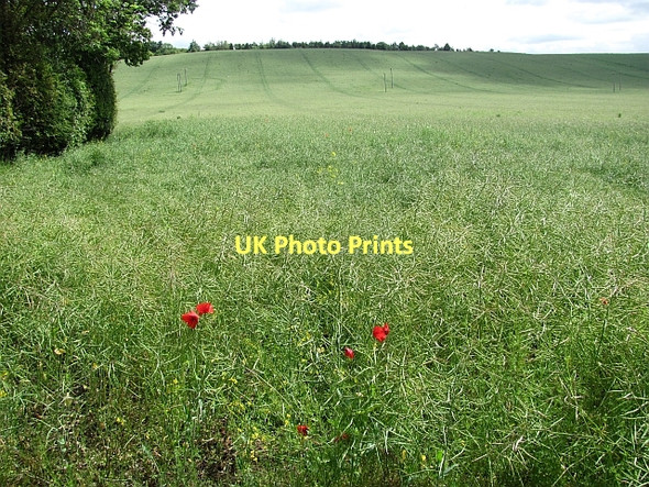 Photo 6"x4" Oilseed rape, Markle Mains Markle\/NT5777 c2011