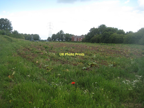 Photo 6"x4" Rhubarb field Wakefield\/SE3320 c2011