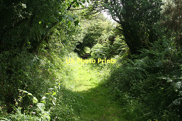 Photo 6"x4" North Bovey: bridleway above Lettaford Lettaford c2011