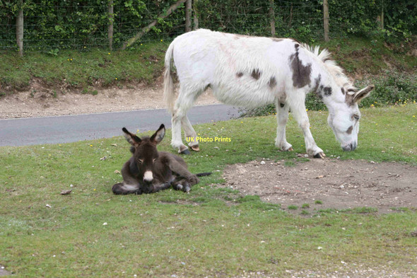 Photo 6"x4" Hyde, Hampshire Fordingbridge c2011