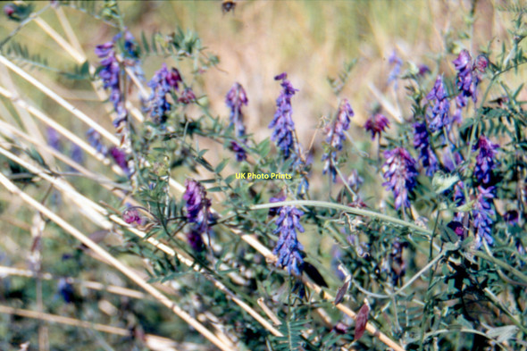 Photo 6"x4" St Cyrus National Nature Reserve - 1987 St Cyrus c1987 P2