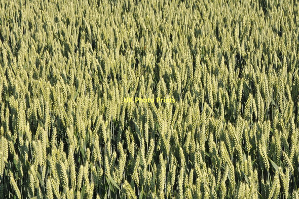 Photo 6"x4" Ears of wheat Birch Green\/SO8545 c2011