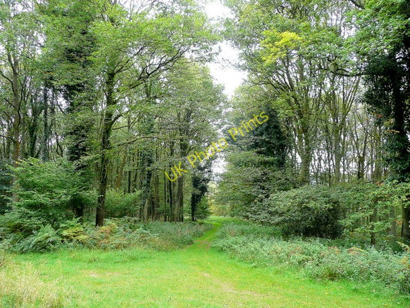 Photo 6"x4" Path through Redding's Inclosure Kymin\/SO5212 c2009