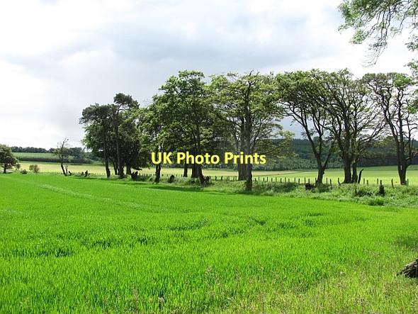 Photo 6"x4" Roadside beeches, A73 Hyndford Bridge c2011