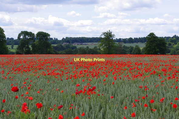 Photo 6"x4" Poppy field, Sherborne Park Sherborne\/SP1714 c2011