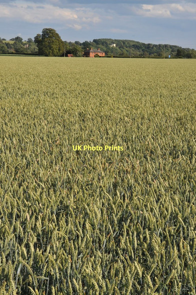 Photo 6"x4" Field of wheat near Severn Stoke Birch Green\/SO8545 c2011