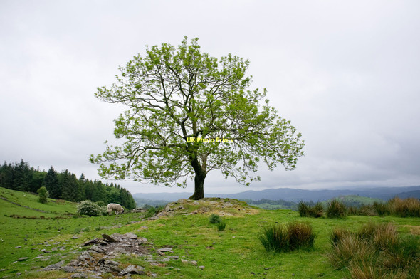 Photo 6"x4" Solitary tree, south of School Knott Windermere\/SD4198 c2011