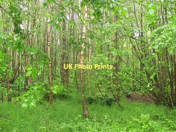 Photo 6"x4" Whitemoss Wood Carstairs Junction c2011