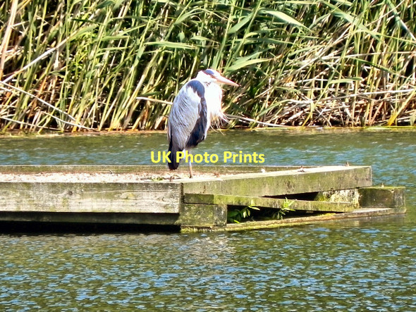 Photo 6"x4" Heron on Clockburn Lake Whickham c2011