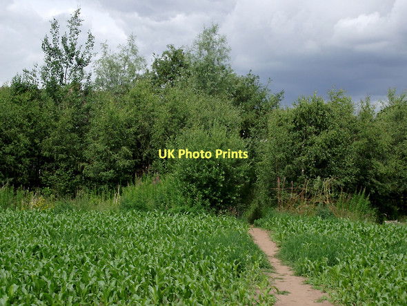 Photo 6"x4" Footpath across a crop field by Claverley, Shropshire Claverley c2011