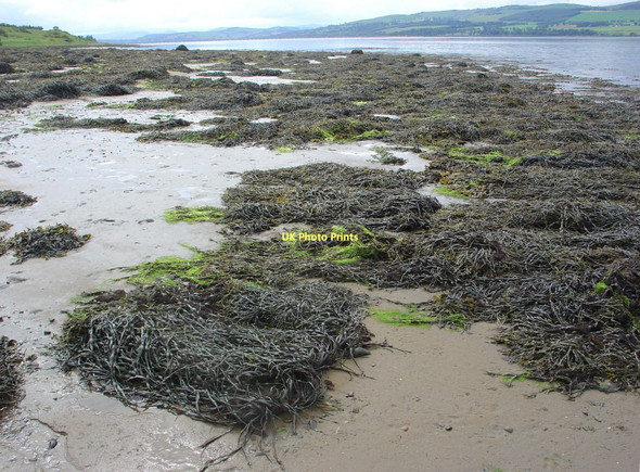 Photo 6"x4" Cromarty Firth Shore, below Toberchurn, Black Isle Drummond\/NH6065 c2011