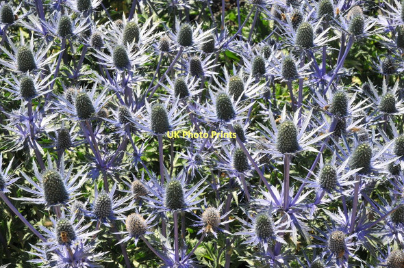 Photo 6"x4" Flowers at Ragley Hall Arrow c2011