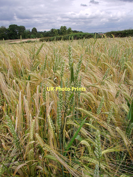 Photo 6"x4" Cereal crops near Claverley, Shropshire Beobridge c2011