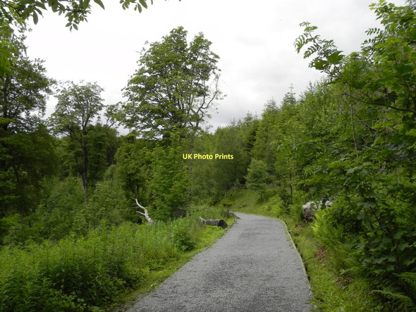 Photo 6"x4" The Path to High Force Ettersgill c2011
