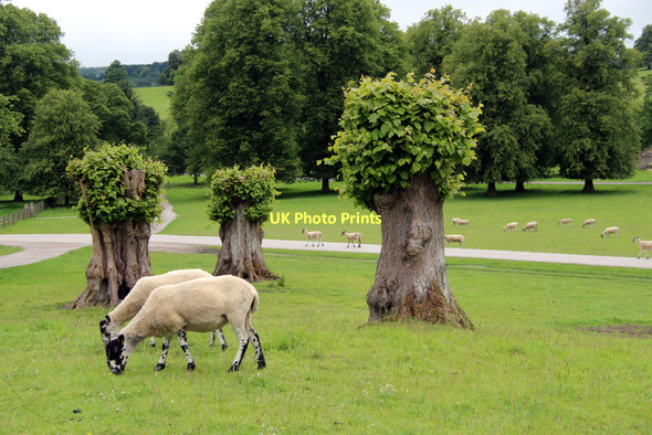 Photo 6"x4" Sheep at Chatsworth, Derbyshire Dunsa c2011