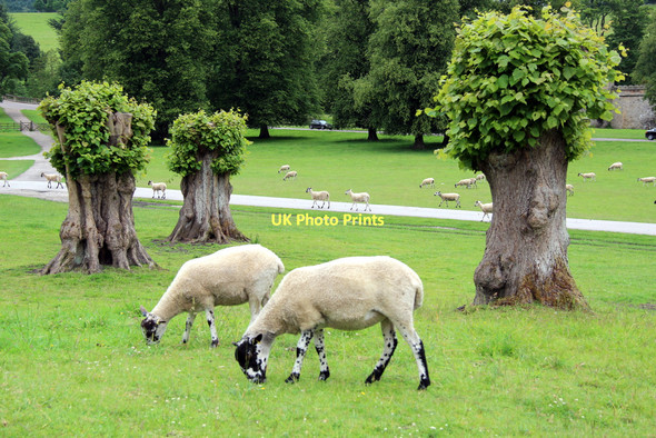 Photo 6"x4" Sheep Grazing, Chatsworth, Derbyshire Dunsa c2011
