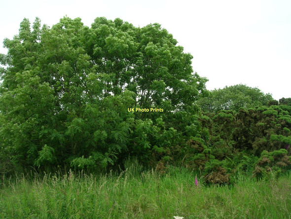 Photo 6"x4" Woodland beside the A171 Aislaby\/NZ8508 c2011
