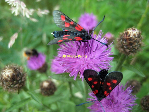 Photo 6"x4" Five-spot Burnet moth, Zygaena trifolii (5) Lofthouse\/SE3325 c2011