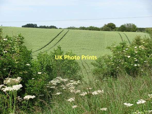 Photo 6"x4" Wheat field, Sunilaws Coldstream\/NT8439 c2011