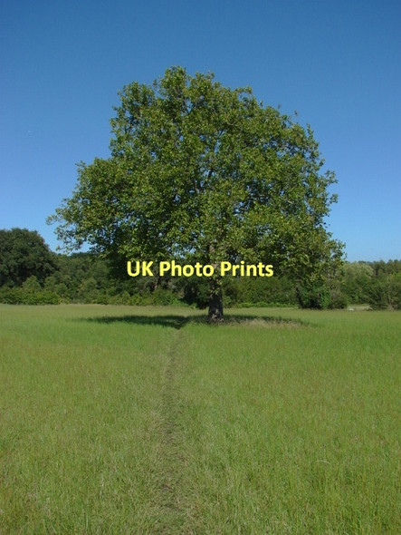 Photo 6"x4" Fields near Perry Hill Worplesdon c2011