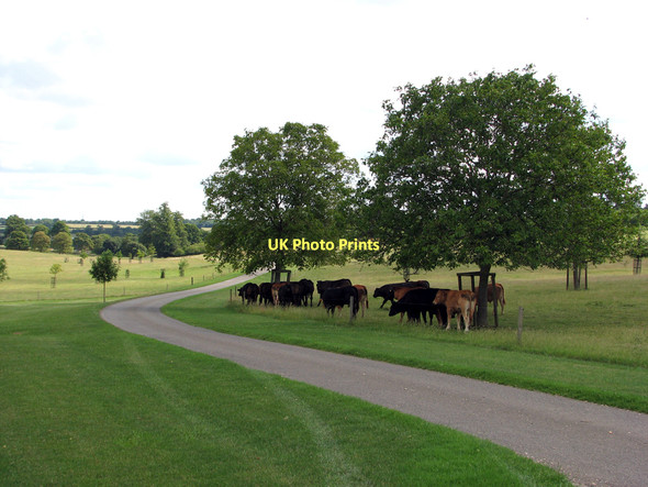 Photo 6"x4" Drayton Park: cattle Slipton c2011