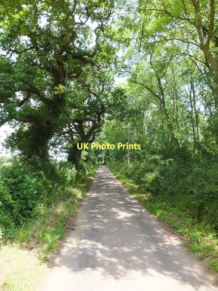 Photo 6"x4" Exe View Road passing Exe View Wood Hulham c2011
