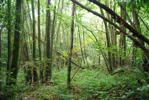 Photo 6"x4" High Wood Royal Tunbridge Wells c2009