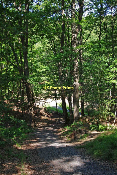 Photo 6"x4" Track to pond in Wyre Forest, near Bewdley Bewdley\/SO7875 c2011