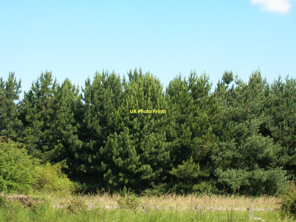 Photo 6"x4" Woodland beside the A1237 Clifton Moor c2011