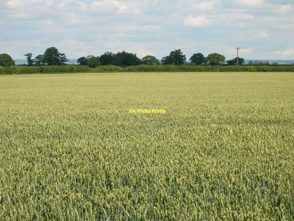 Photo 6"x4" Farmland near Newton-on-Ouse Newton-on-Ouse c2011