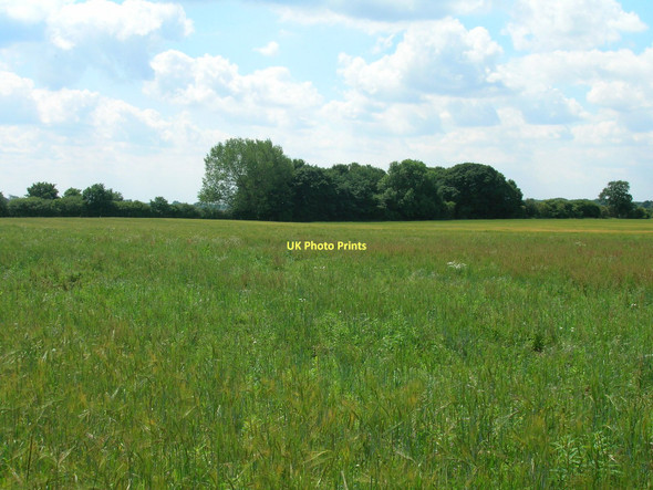 Photo 6"x4" Farmland near Linton-on-Ouse Youlton c2011