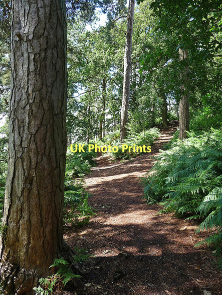 Photo 6"x4" Corbet Wood, Grinshill (3) Grinshill c2010
