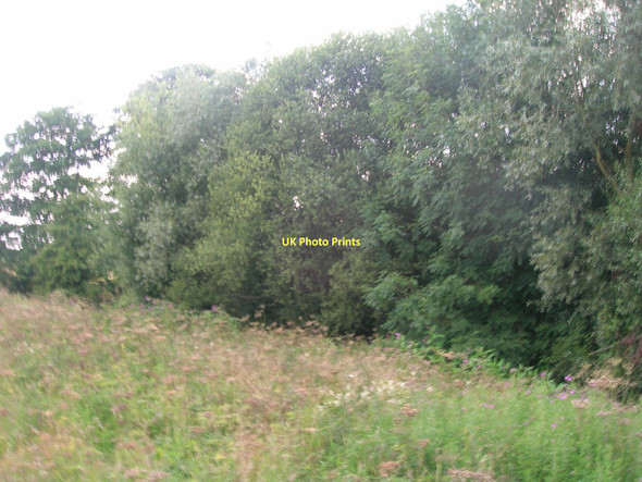 Photo 6"x4" Woodland beside cycle path to York York\/SE5951 c2011