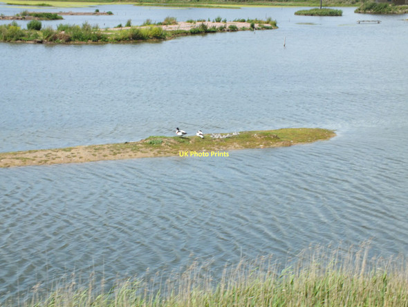 Photo 6"x4" Birds on the Axmouth Marshes Seaton\/SY2490 c2011