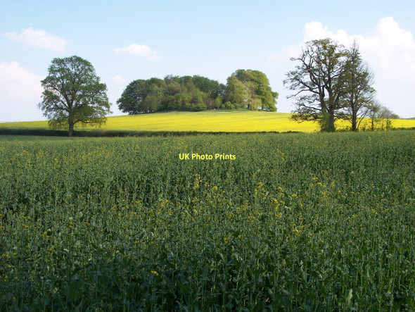 Photo 6"x4" Brimble Hill Clump Maiden Bradley c2011
