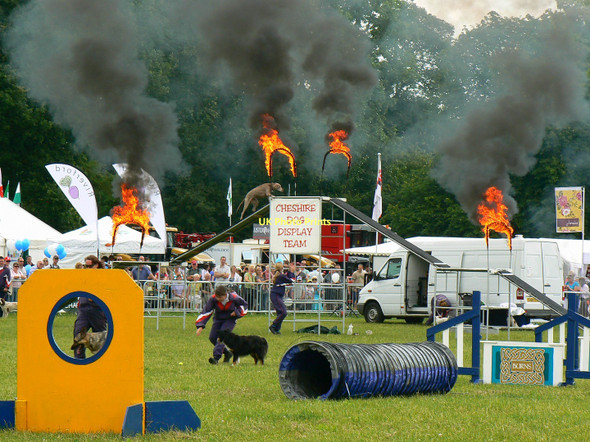 Photo 6"x4" Dog display team (1 of 3) Cirencester Park, Gloucestershire Cirencester c2011