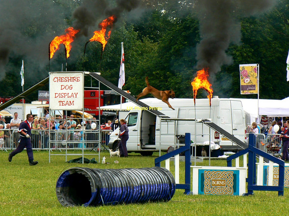 Photo 6"x4" Dog display team (2 of 3) Cirencester Park, Gloucestershire Cirencester c2011