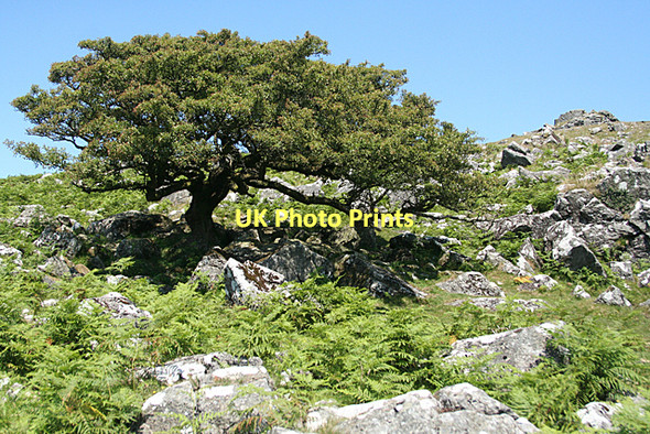 Photo 6"x4" Peter Tavy: tree on Cox Tor Merrivale\/SX5475 c2011