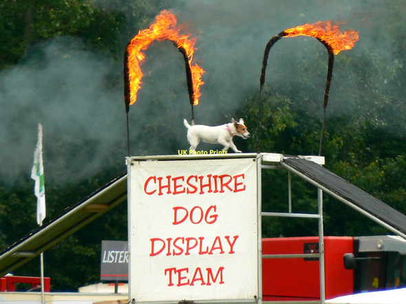 Photo 6"x4" Dog display team (3 of 3) Cirencester Park, Gloucestershire Cirencester c2011